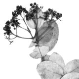 black and white image of a pressed herbarium specimen, Myrcia skeldingii