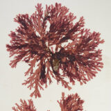 A pressed, dried herbarium specimen of branching red seaweed