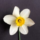 a white and yellow large cup daffodil with white petals and a yellow cup.