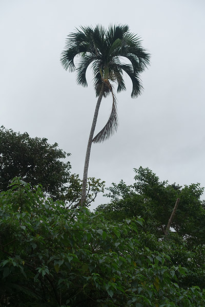 A tall green palm tree grows up and over a tropical forest