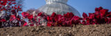 A white conservatory dome rises up in the background of bright red, leafy plants growing from brown soil