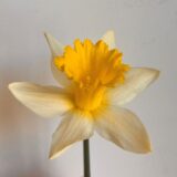 a bicolor white and yellow trumpet daffodil with white petals and a yellow cup.