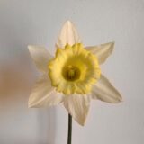 an all white trumpet daffodil with a slightly darker cream cup.