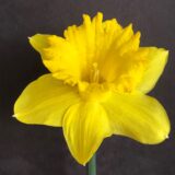 an all yellow trumpet daffodil with a large cup.