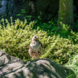 a hawk is perched on a rock in the Azalea Garden surrounded by lush greenery and basking in sunlight