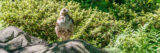 a hawk is perched on a rock in the Azalea Garden surrounded by lush greenery and basking in sunlight