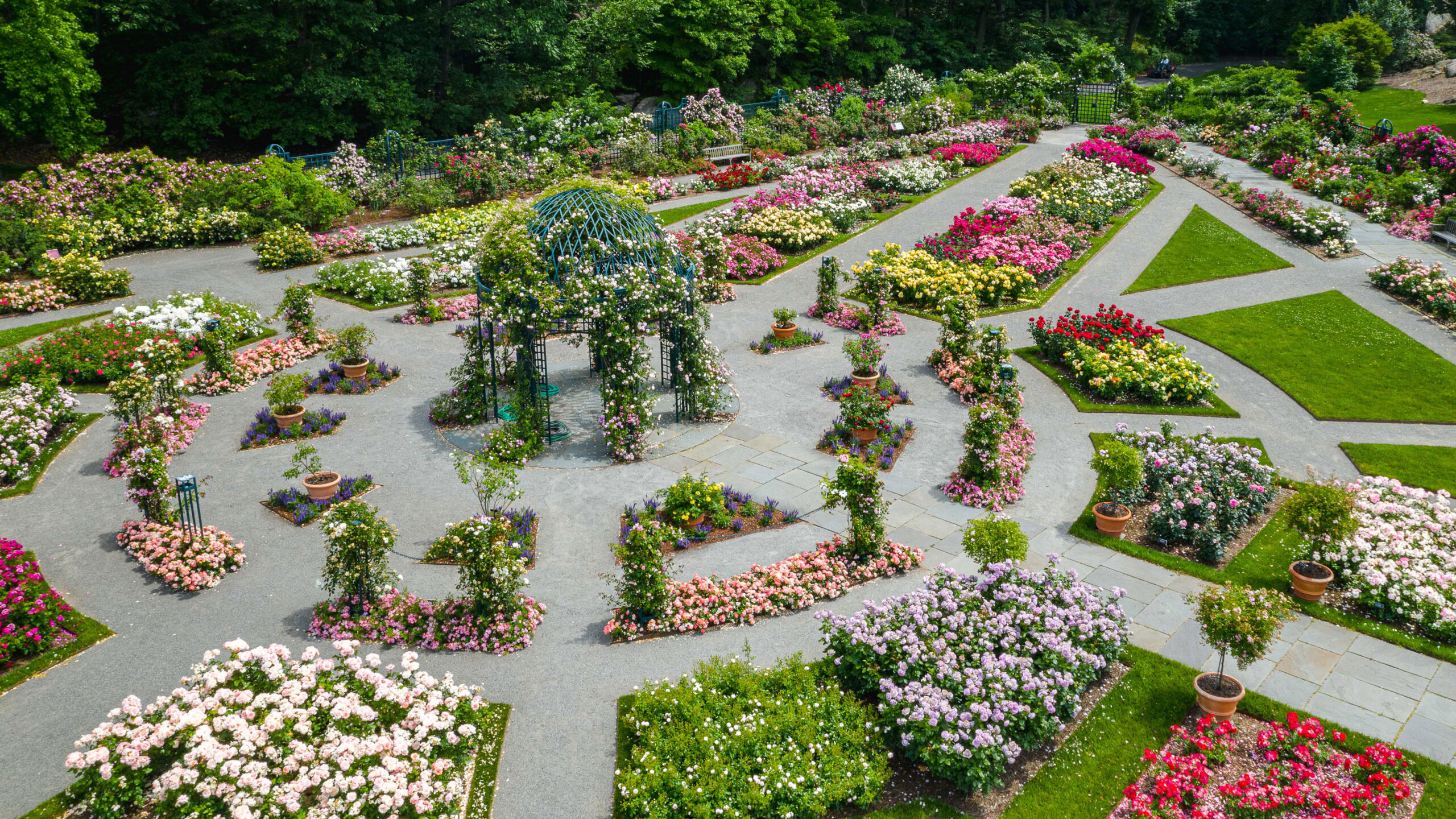 An overhead view of a vibrantly colored rose garden centered around a vine-covered pergola, with white, red, purple, pink, and yellow blooms visible among green foliage