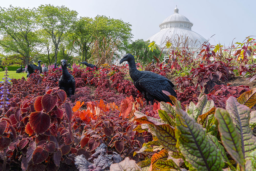 A flock of black vulture sculptures stands in a field of red flowers and foliage with a conservatory dome visible in the background