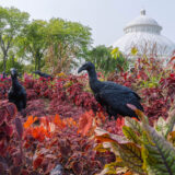 two black glitter-encrusted vultures standing amongst vibrant red plants on the Conservatory Lawn