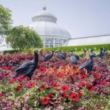 A collection of black vulture sculptures stands in a field of red flowers and foliage, with a white conservatory dome in the background under a blue sky