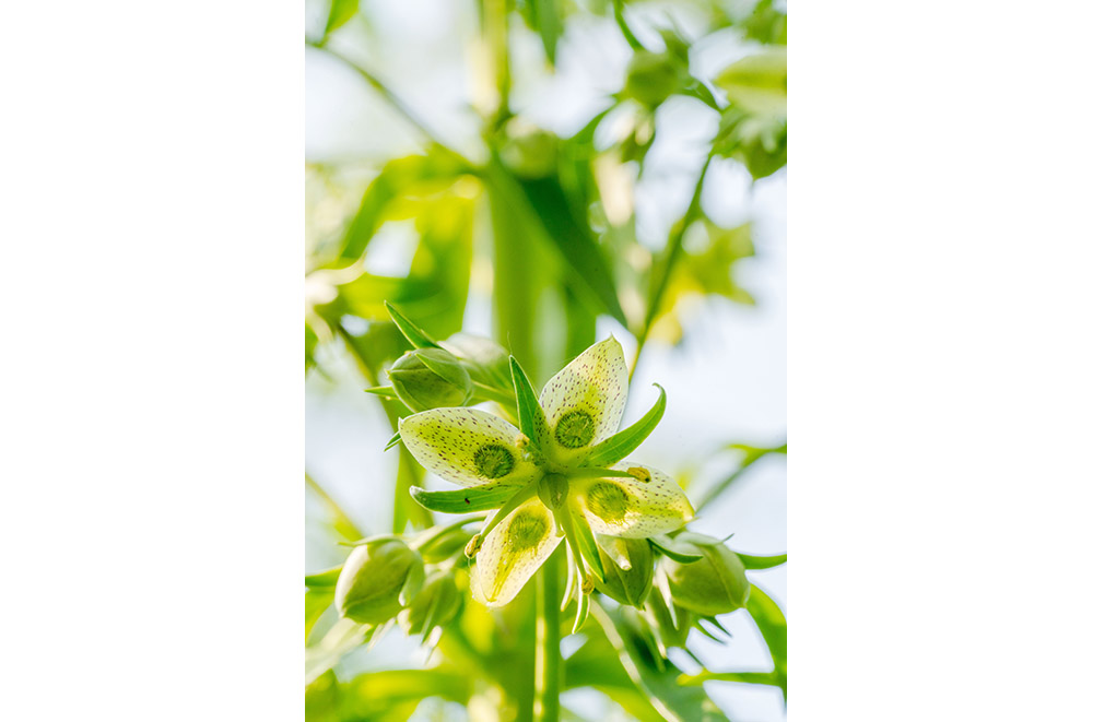 A star-shaped flower with green and white spotted petals blooms on a sunny day