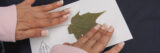 a person pressing down on a herbarium specimen on a white piece of paper