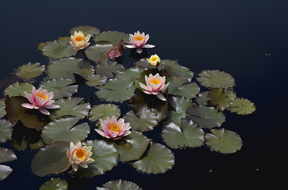 A collection of pink flowers blooming among green water lily pads on the surface of the water