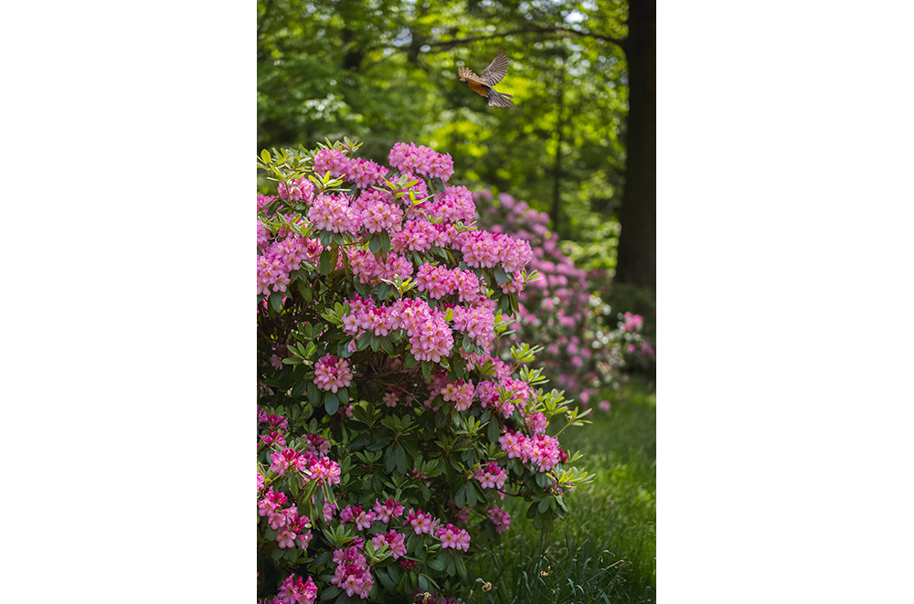 An abundance of bright pink flowers blooms among green foliage in a forestal setting