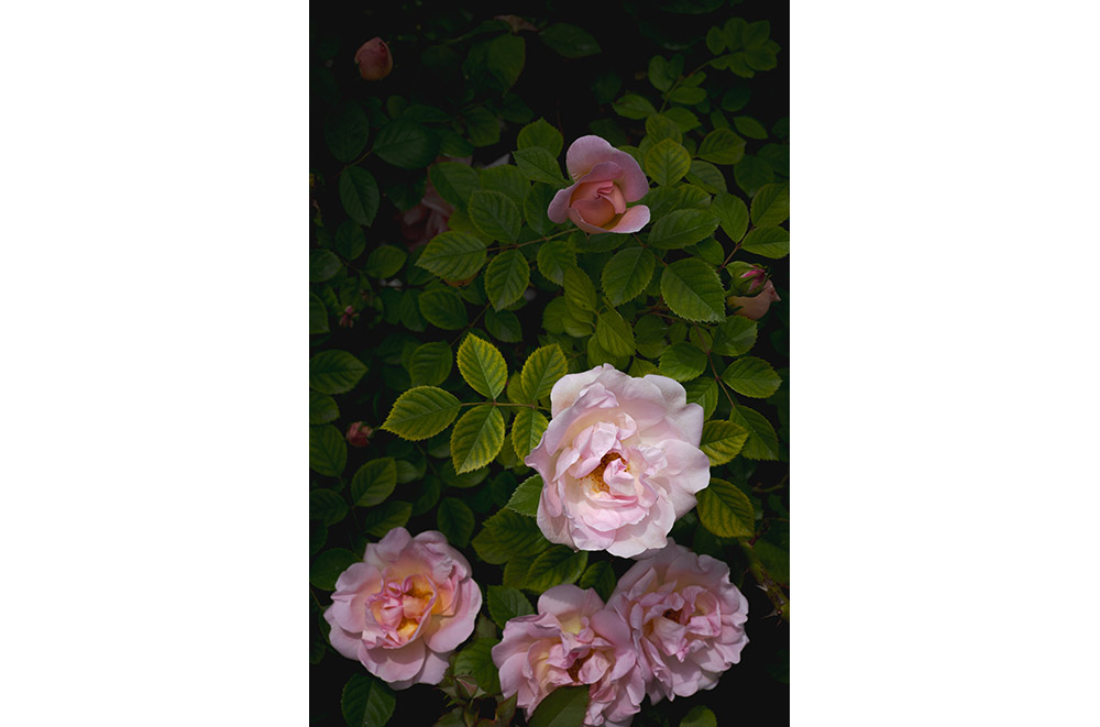 Large pink roses bloom among green foliage