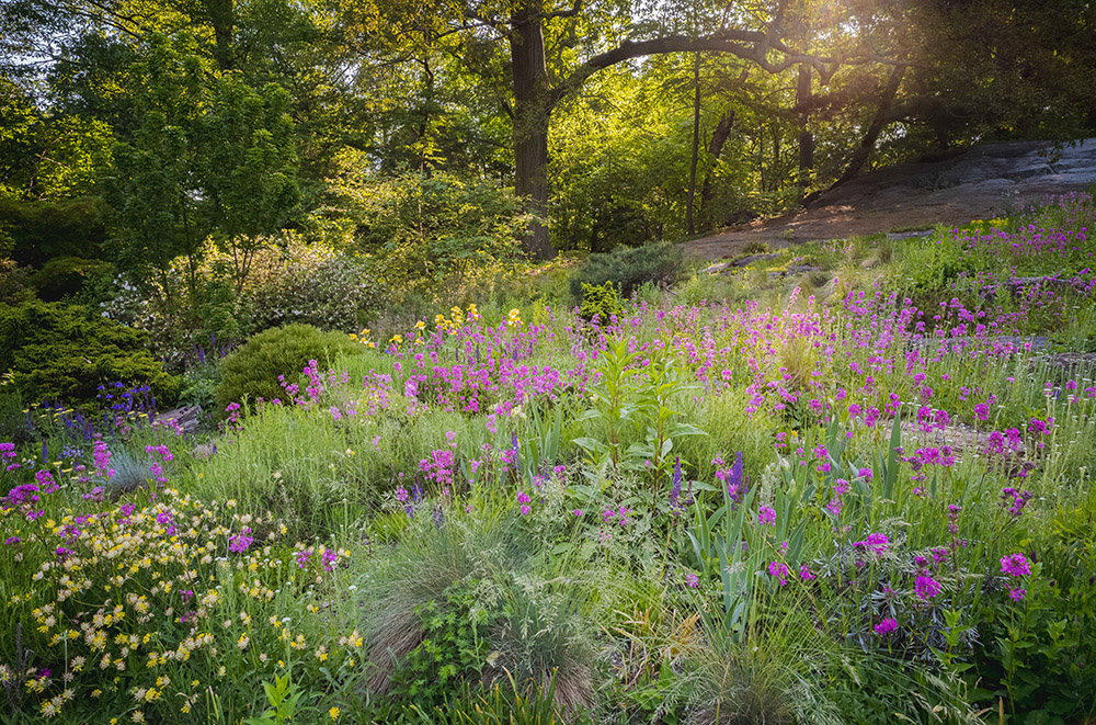 The sun casts yellow light through trees in the background as it sets over this green garden full of purple and yellow flowers