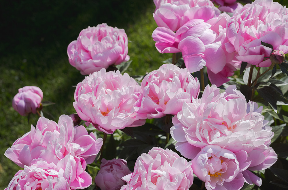 Large, fluffy pink flowers bloom toward the sunny sky