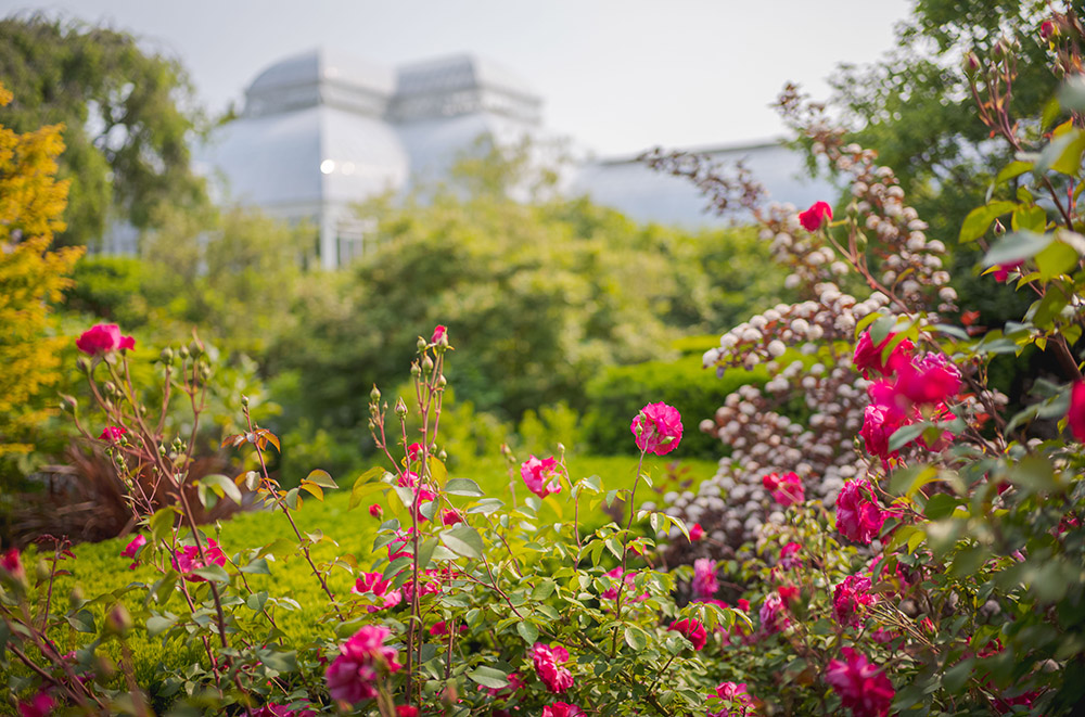 Bright pink flowers on long, winding stems bloom on a sunny day among green foliage