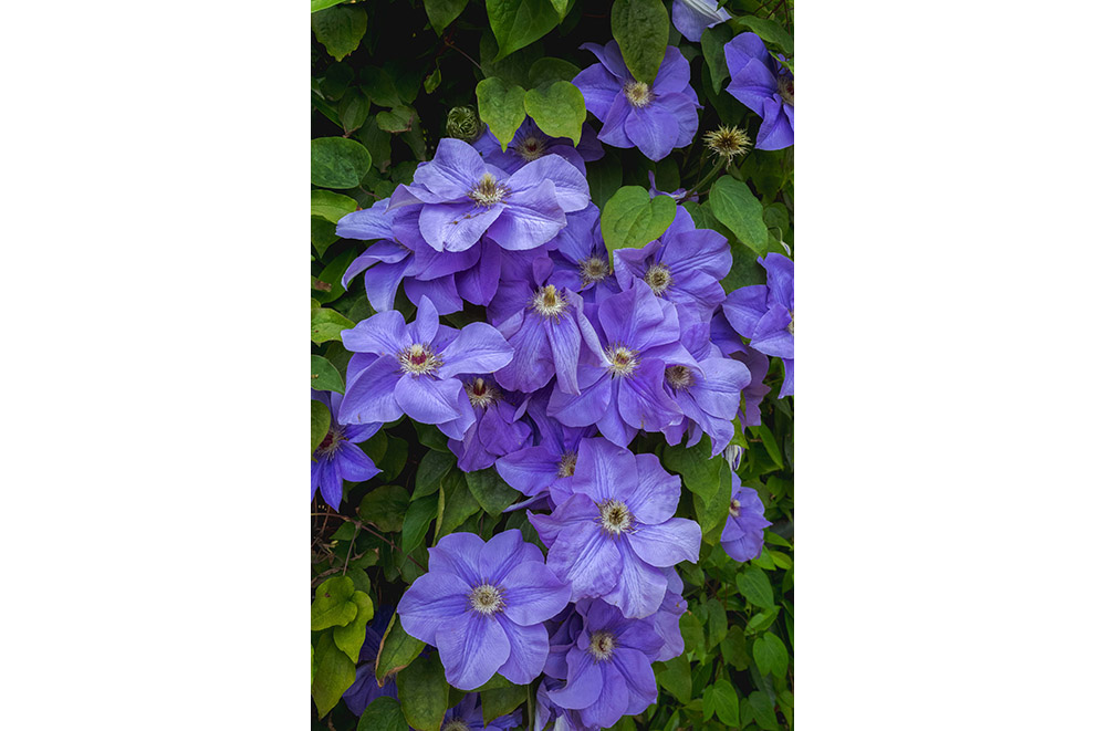 Light purple flowers bloom among green foliage