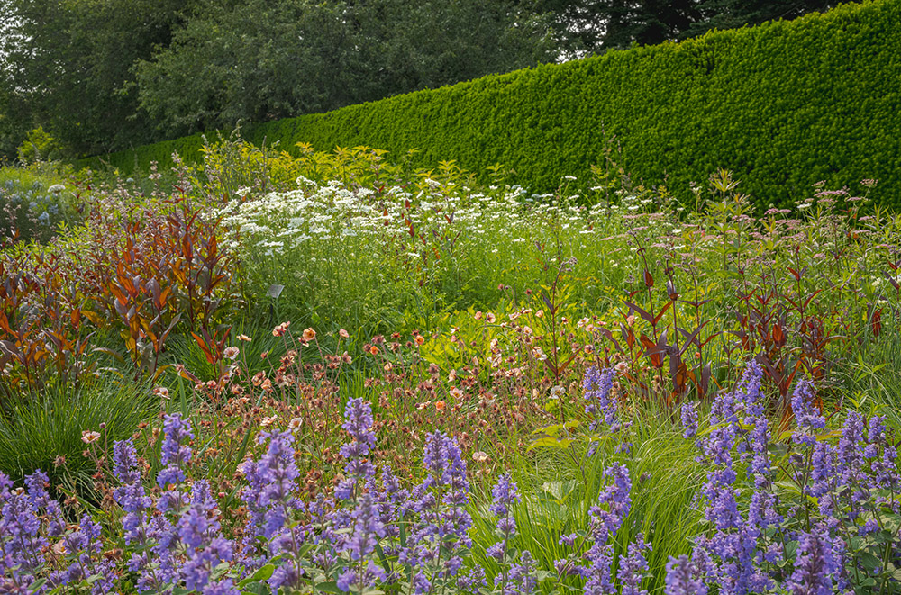 Wildflowers in yellow, purple, white, and red bloom among green foliage on a straight pathway