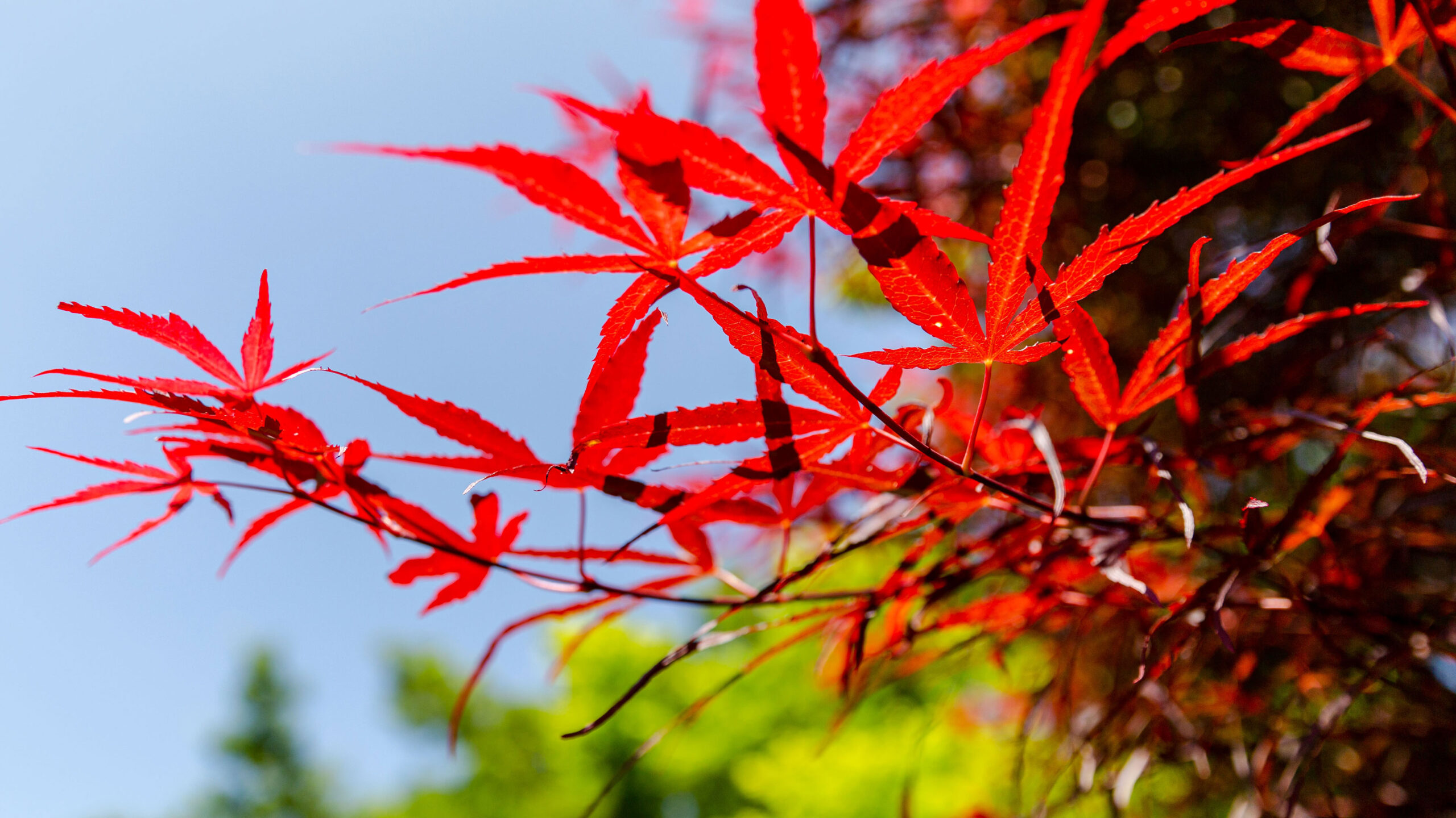 Bright red, rough edged five leaved small to large leafs of a Japanese Maple tree against a bright blue sky background.