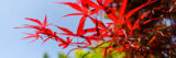 Bright red, rough edged five leaved small to large leafs of a Japanese Maple tree against a bright blue sky background.