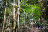 People explore a sunny green rain forest