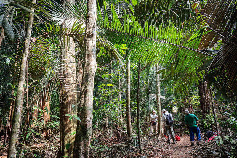 People explore a sunny green rain forest