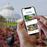 Hands holding a phone with images of NYBG, in front of black vultures and other red plants on the ground in the foreground with a white dome conservatory in the background.