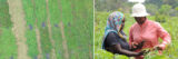 Two people work amid crops in a green field