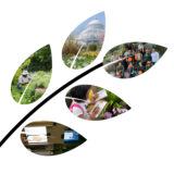 A graphic depicting leaves on a branch, each one featuring an image of people working with plants