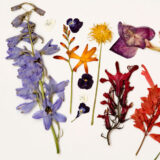 a variety of pressed flowers in purples, reds, and oranges