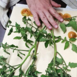 A person places green plants and sliced yellow tomatoes on an herbarium specimen sheet