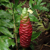 A green and red plant stem grows among green foliage