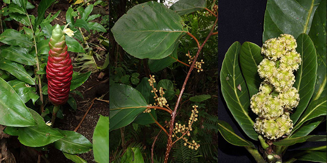 Three juxtaposed images featuring a reddish, fruit-like plant, a flowering set of brown stems, and white flowers among green foliage