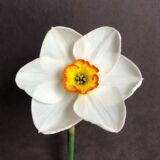 small cupped daffodil with round white petals and a broad yellow and red cup.