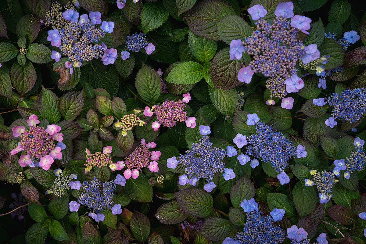 A collection of pink and purple flowers