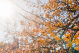 yellow fruits hang off of a tree branch in the sunshine