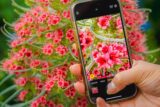 an iphone takes a close-up photo of bright pink flowers surrounded by green stems