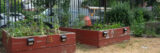 Raised garden beds host green plants in this summer community garden