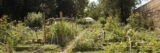 A path cuts through a lush green community garden