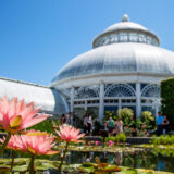 Bright pink flowers rise from the surface of the water in a courtyard setting, with a conservatory visible in the background