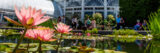 Bright pink flowers rise from the water's surface as people enjoy an outdoor event