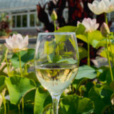 a glass of wine in the sunlight surrounded by water lilies