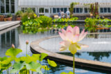 a tall light pink lotus grows in a pool filled with other lotus and water lily plants
