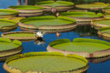 a white water lily grows in a pool amongst large green lily pads