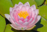 a light pink Nymphaea Darwin water lily is in full bloom surrounded by green leaves