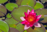 a hot pink Nymphaea Darwin water lily is in full bloom surrounded by small green lily pads