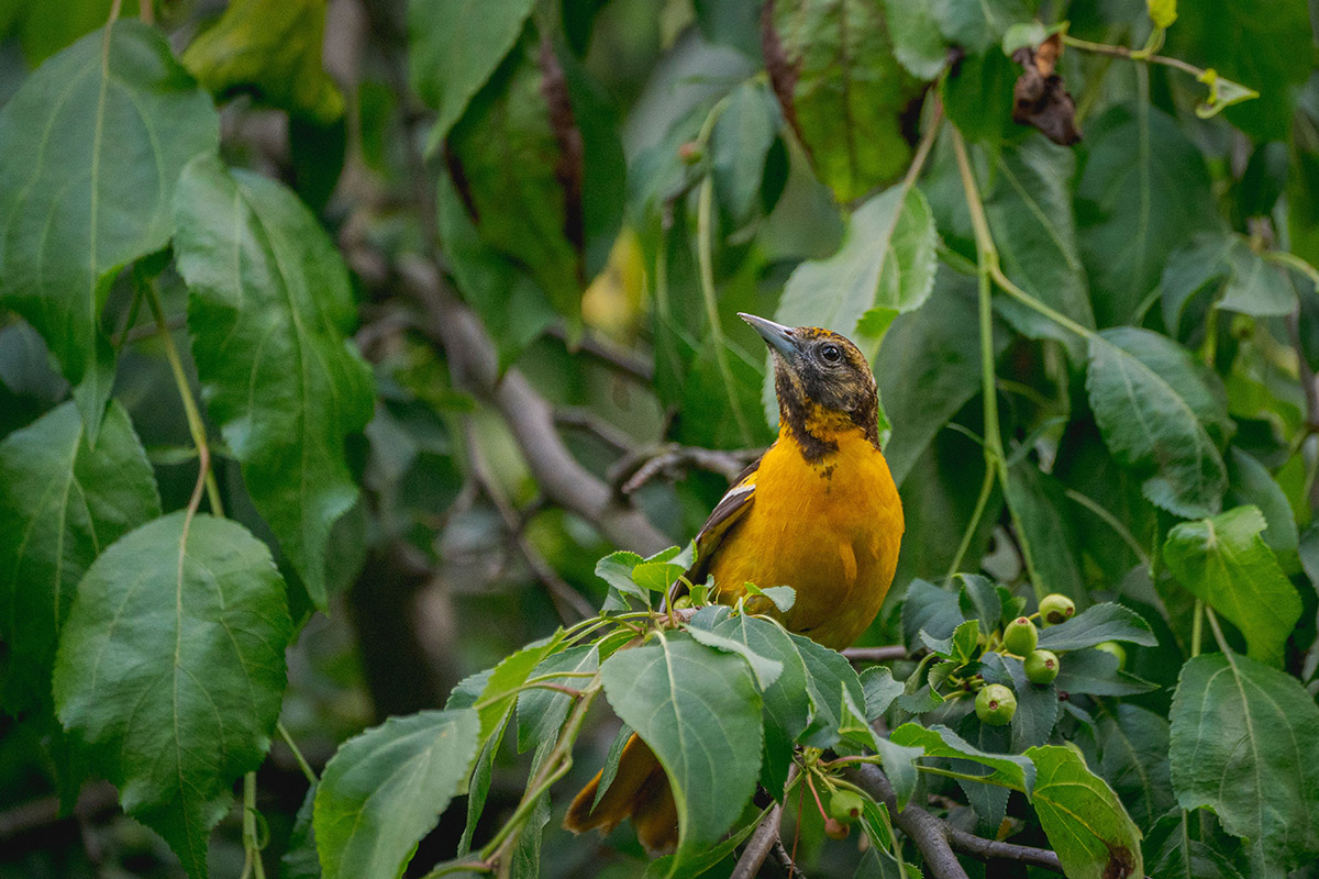 A small brown and orange bird sits among dark green tree foliage