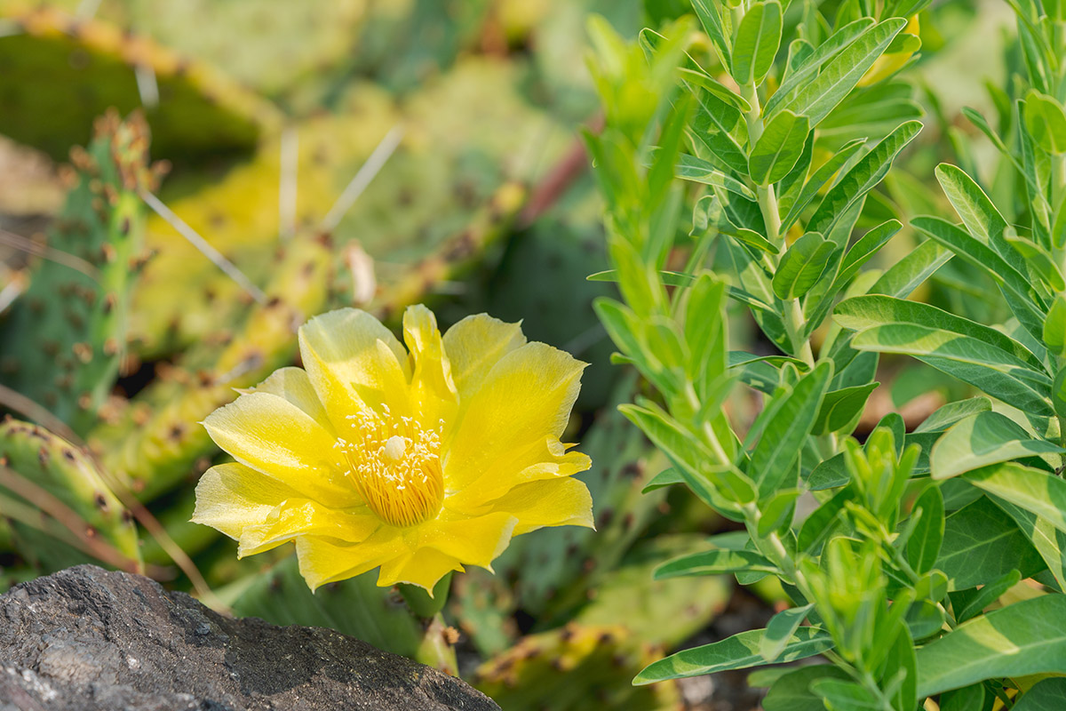 A vibrant yellow flower blooms among green leaves and cactus paddles